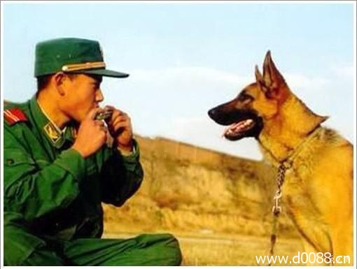 baohuxiaogou10