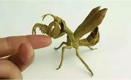 蟑螂折纸